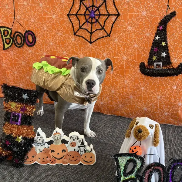 Boarding guest at K9 Rox Club Las Vegas